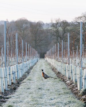 Dillions Vineyard, West Sussex