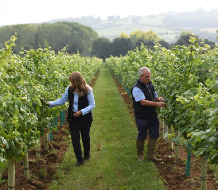 Whitehall Vineyard, Wiltshire