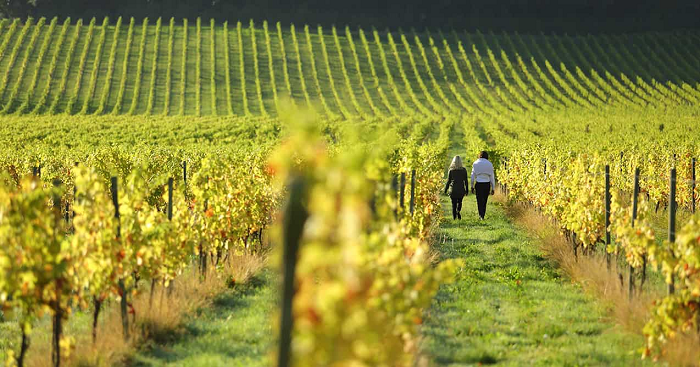 Denbies Wine Estate, Surrey Hills