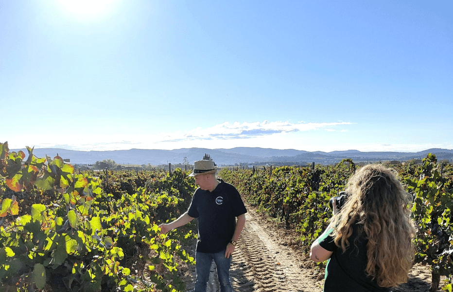 Terra Cellars - Vineyard