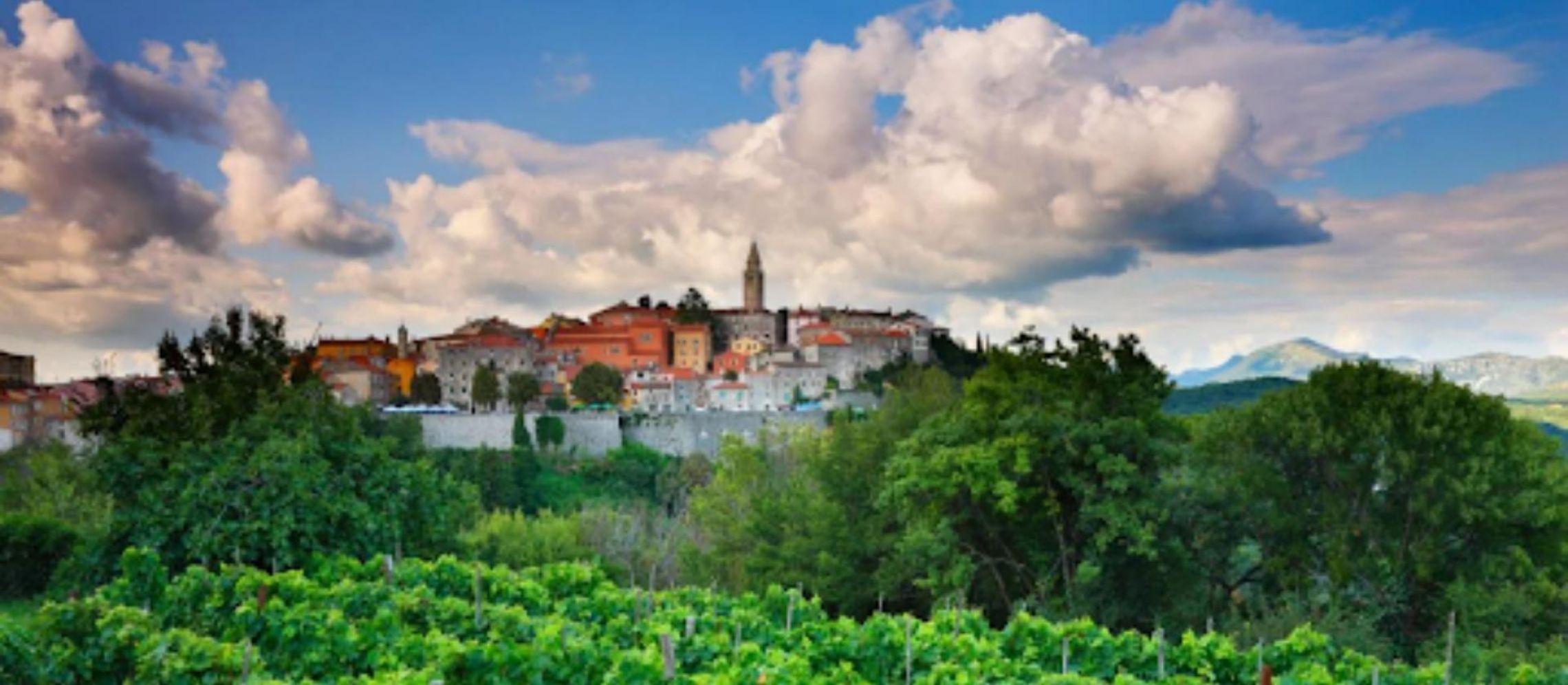Photo for: The Boom of Croatian Wines