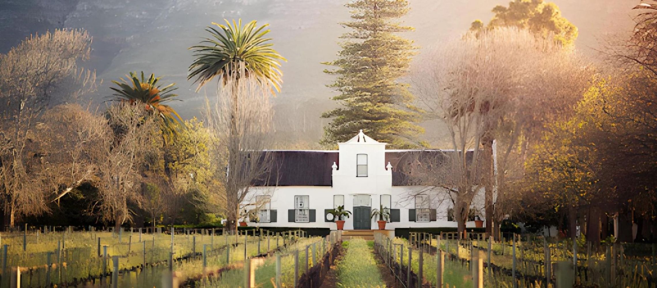 Photo for: South Africa Wine Part Two: Current Challenges Facing the Wine Industry