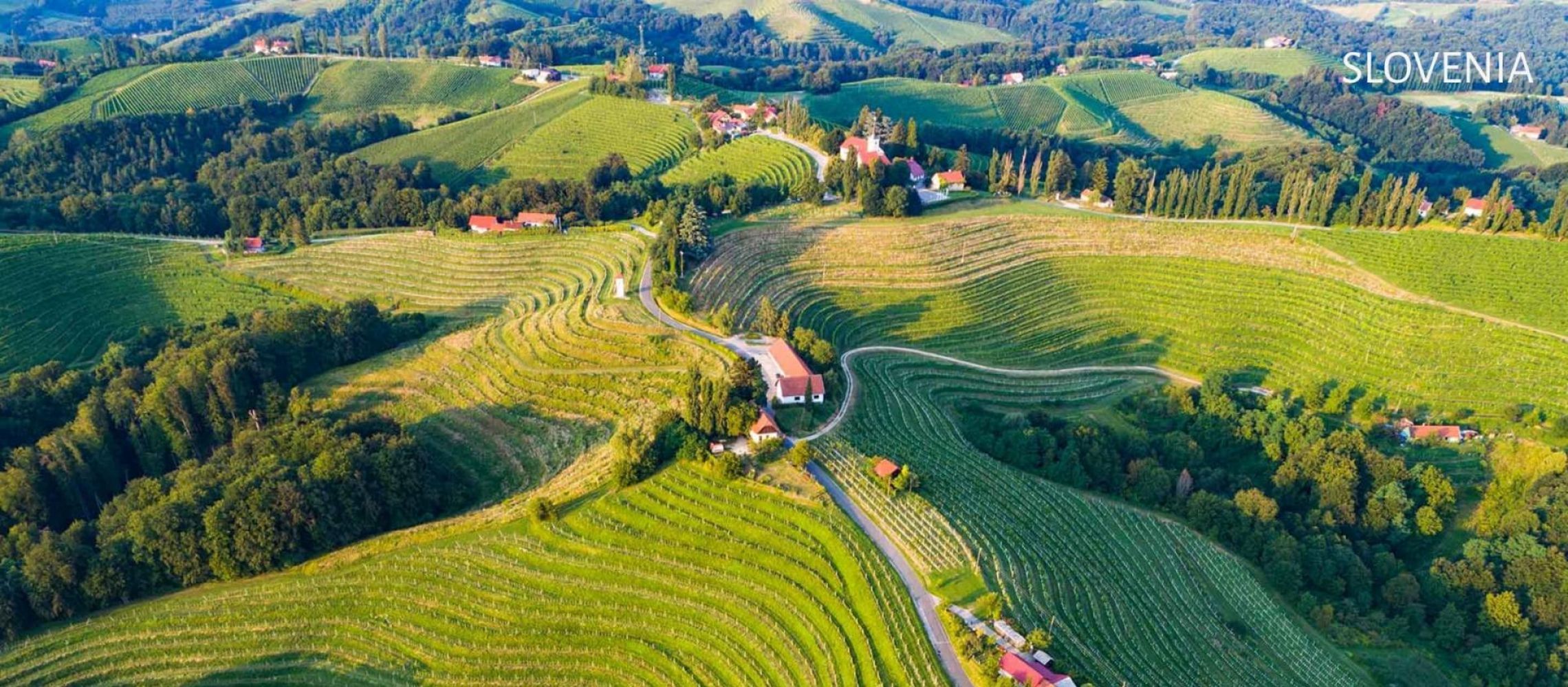 Photo for: Slovenian Wines: A Rich Tradition and Bright Future