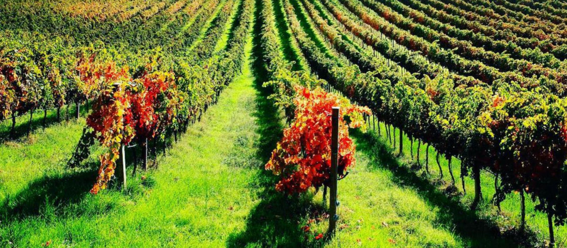 Photo for: Velenosi Vini- Exploring World of Wines from Italy