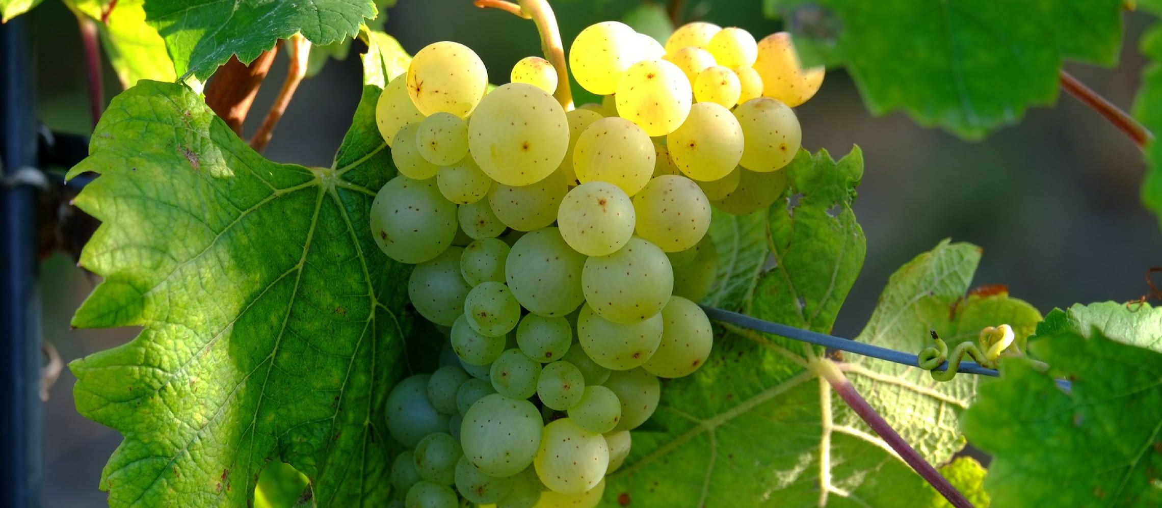 White Grapes