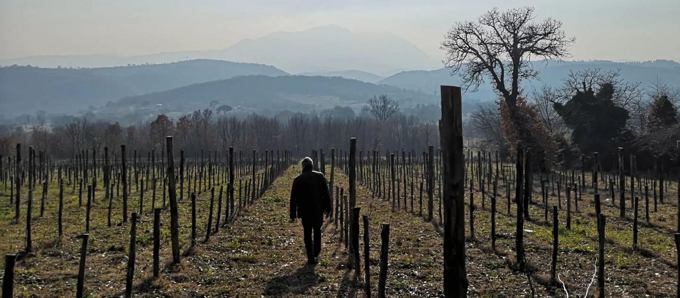 Photo for: Campania Wine: The Visionaries Behind Its Top Indigenous Varietals and Iconic Region