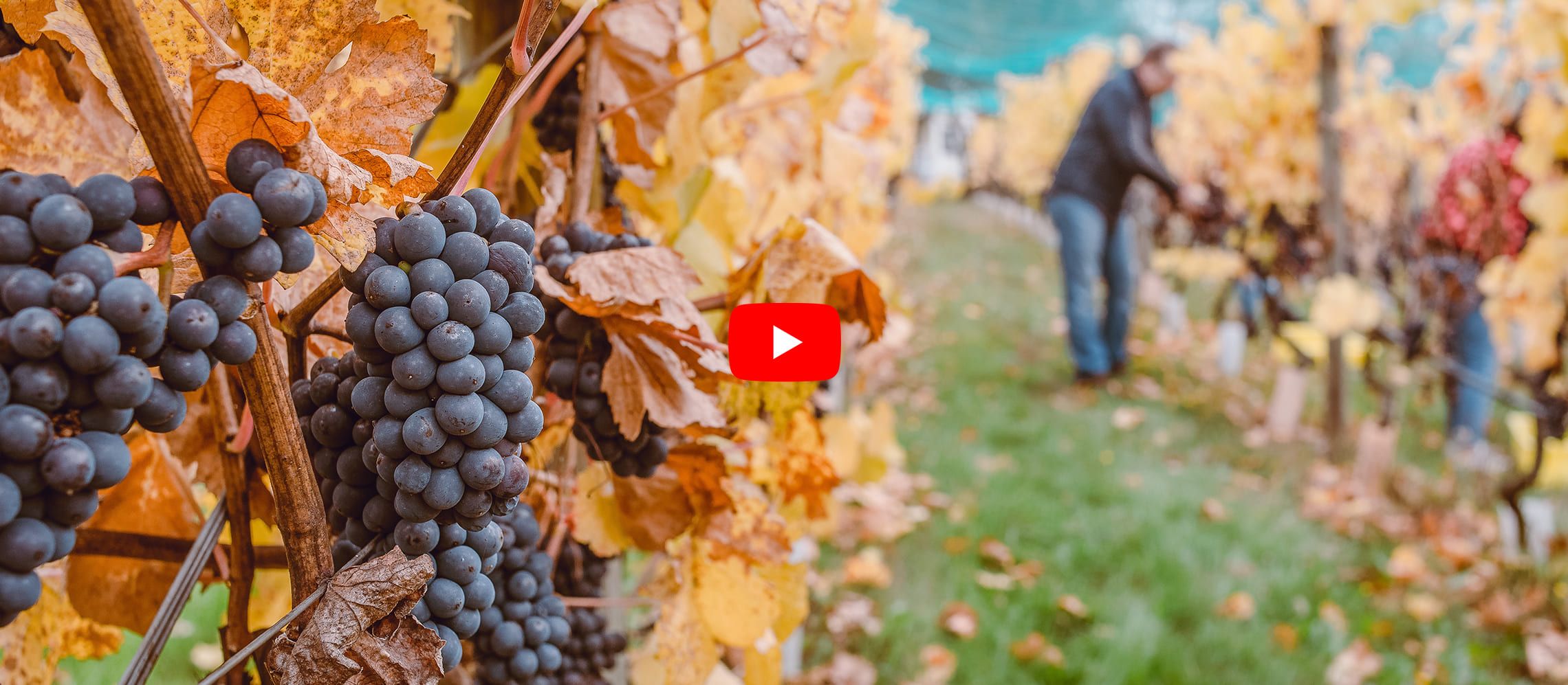 Photo for: 10 Wineries That Are Winning On YouTube Today