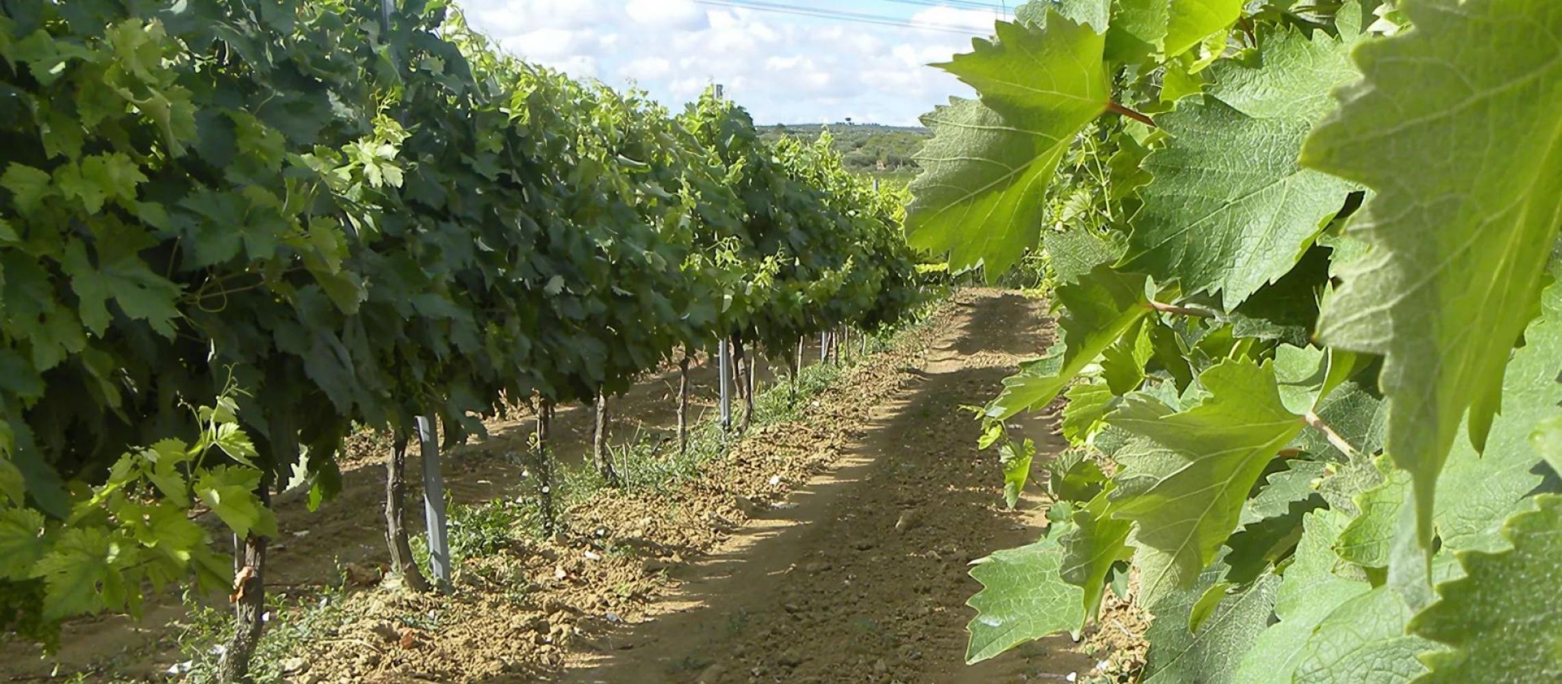 Photo for: Unveiling Puglia: Legacy, Visionaries, and Its Iconic Wineries