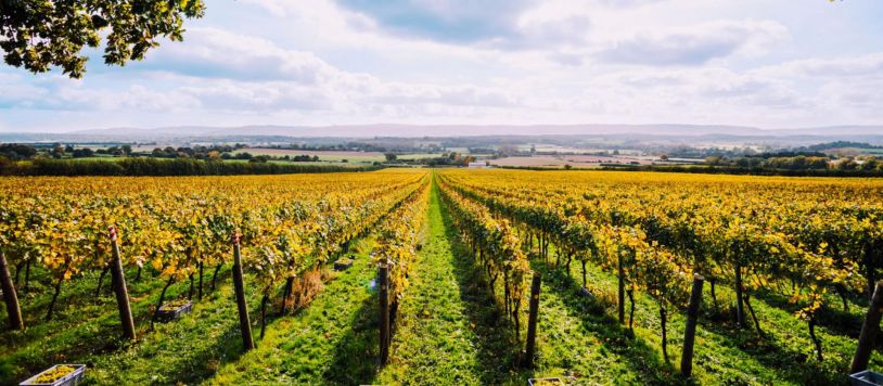 Photo for: Exploring The Finest Family-Run Vineyards In The UK