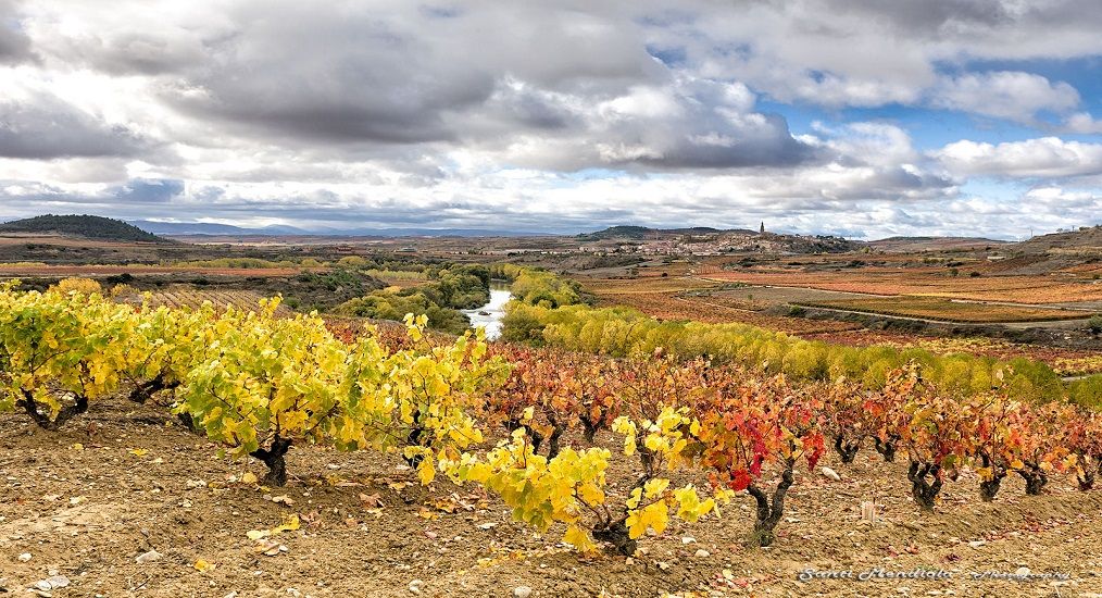 Rioja | Wine Regions | Spain