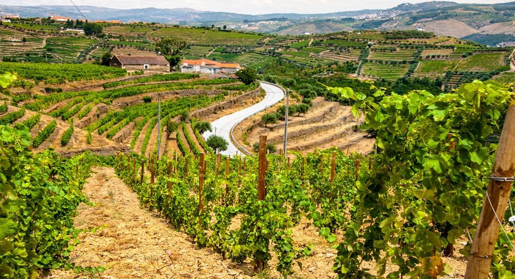 Douro Valley | Wine Regions | Portugal