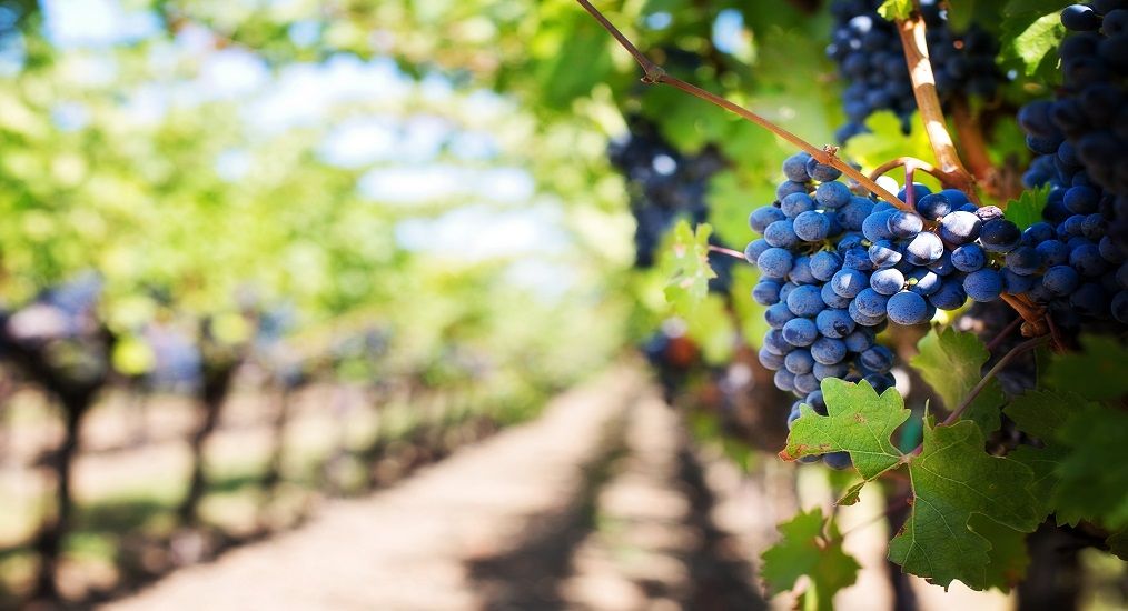 Merlot: the most widespread red grape variety of Bordeaux