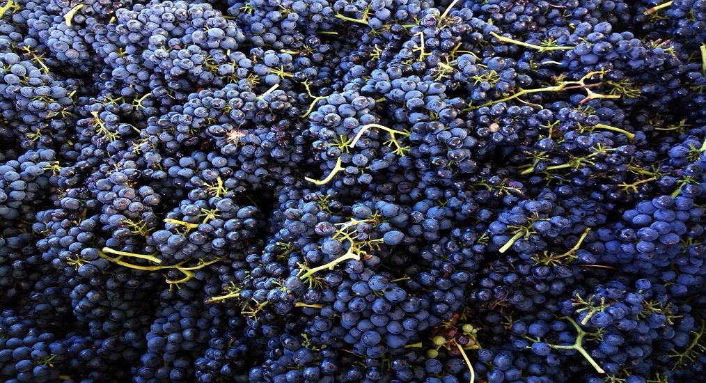 Syrah | Red Grape Variety | Wines